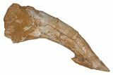 Fossil Sawfish (Onchopristis) Rostral Barb - Morocco #219914-1